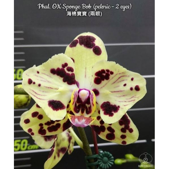 Phalaenopsis Ox Sponge Bob - AD