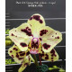 Phalaenopsis Ox Sponge Bob - AD