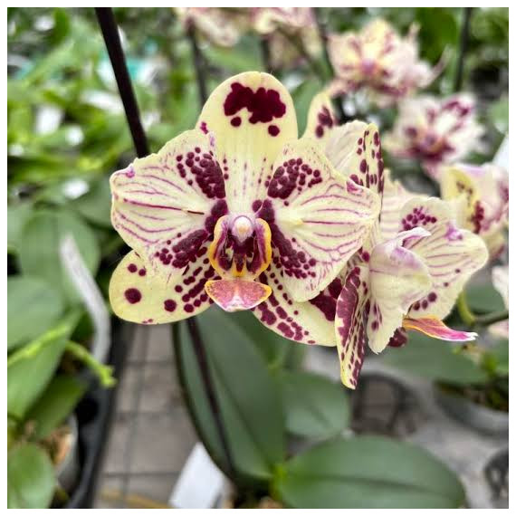 Phalaenopsis Ox Sponge Bob - AD