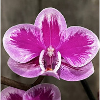 Phalaenopsis Queen Beer Splash (Com Haste Floral)