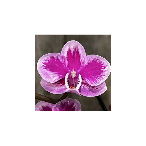 Phalaenopsis Queen Beer Splash (Com Haste Floral)