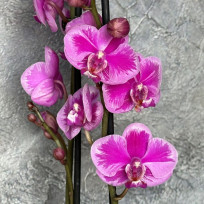 Phalaenopsis Queen Beer Splash - AD