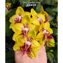 Phalaenopsis Summer Lady - COM HASTE FLORAL