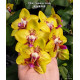 Phalaenopsis Summer Lady - COM HASTE FLORAL