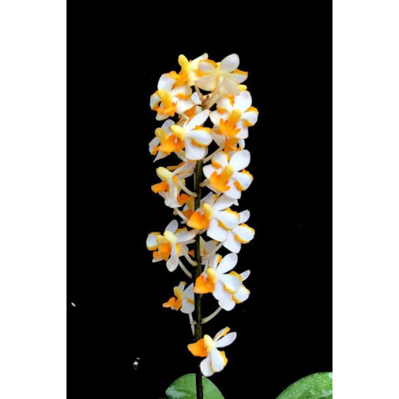 Vandopsis Pulcherrima - AD