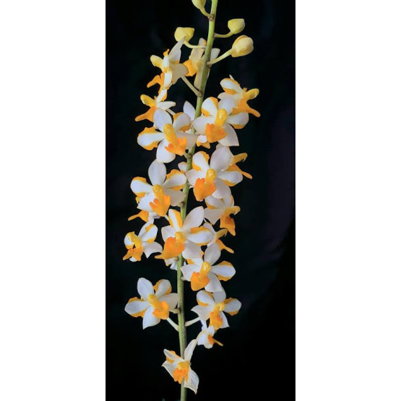 Vandopsis Pulcherrima - AD