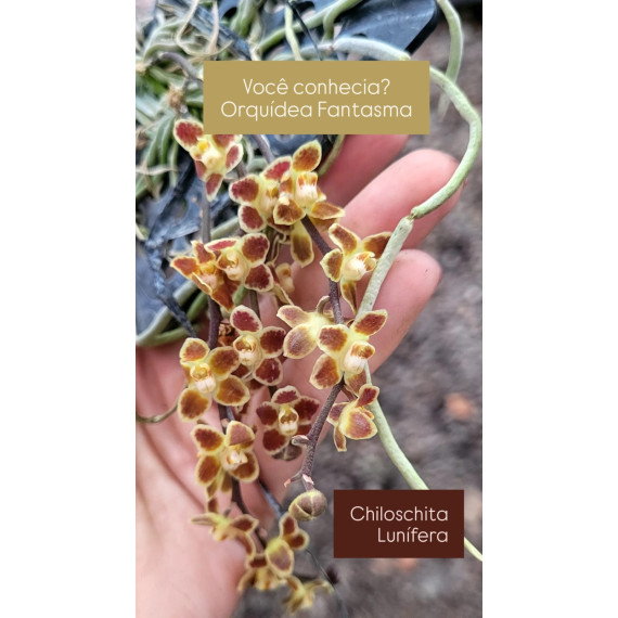 Chilochista Lunifera (Orq Fantasma) - AD