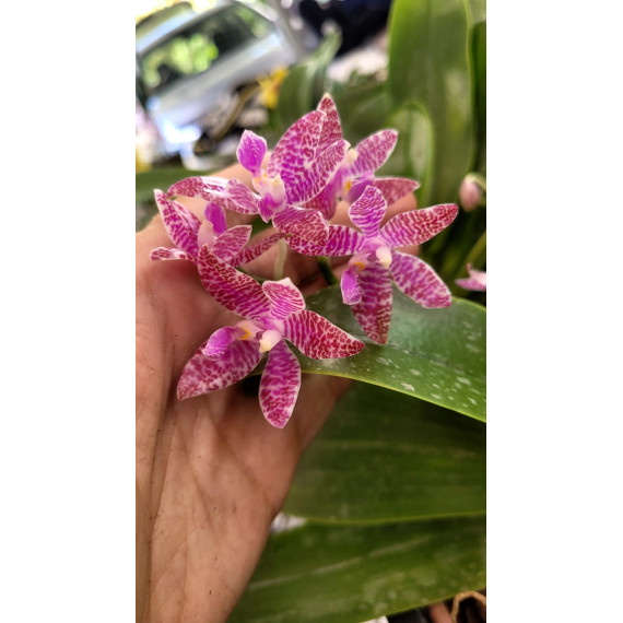 Phalaenopsis Lueddmaniana - AD
