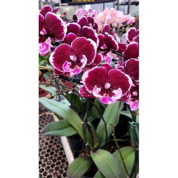 Phalaenopsis Shulong Mask - AD