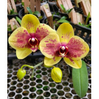 Phalaenopsis Flamingo Jazz - MUDA