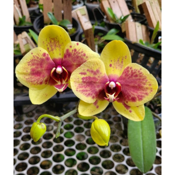 Phalaenopsis Flamingo Jazz - MUDA