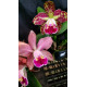 Cattleya Wainae Leopard x Schilleriana - AD