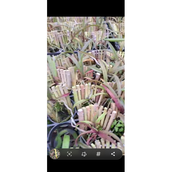 Holcoglossum Subulifolium x Phalaenopsis...