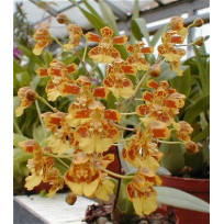 Oncidium Harrisonianum - AD