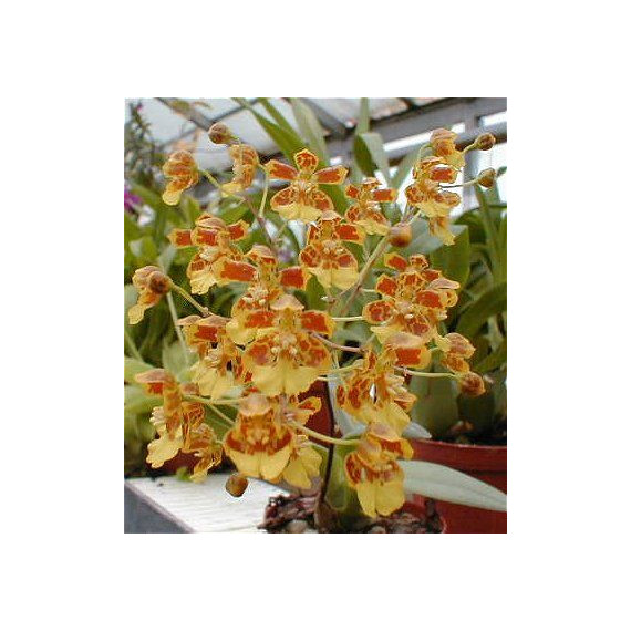 Oncidium Harrisonianum - AD