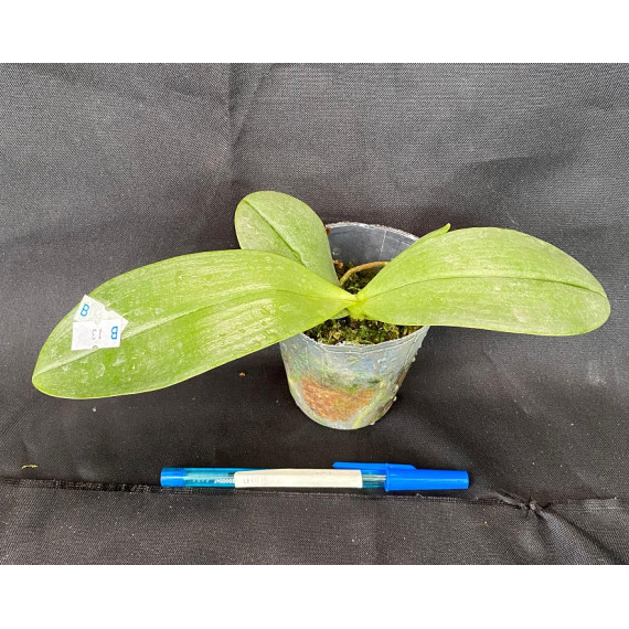 Phalaenopsis Mok Choi Yew "693" - AD