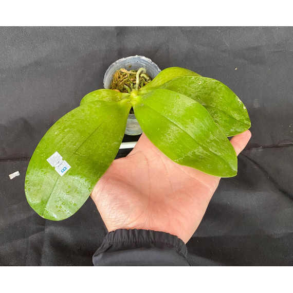 Phalaenopsis Lyndon Mix Zebra "709" (Perfumada)...