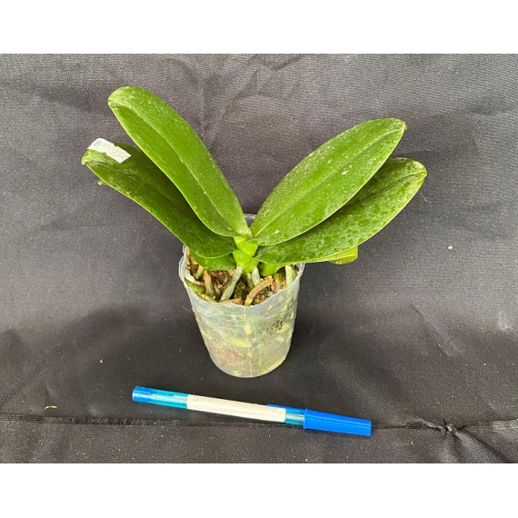 Phalaenopsis Miki Clownfish no Cachepô de...