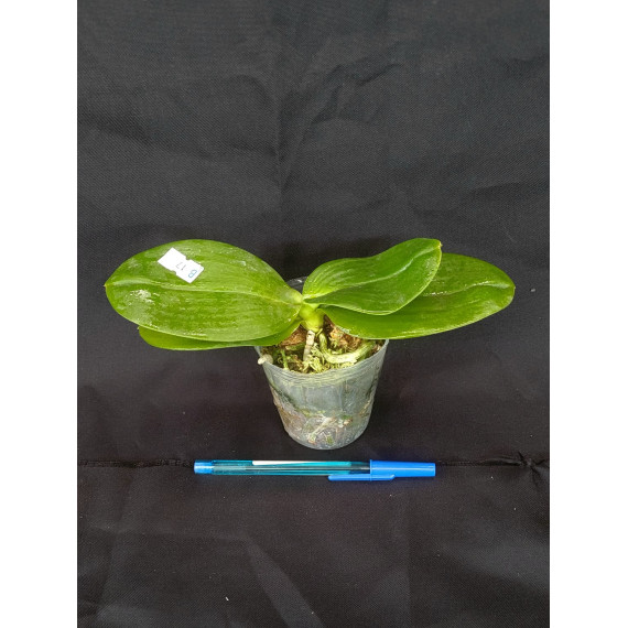 Phalaenopsis Zheng Min Parakeet 3108 - AD
