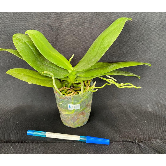 Phalaenopsis Maysang Black Boy 3145 (AD)