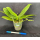 Phalaenopsis Maysang Black Boy 3145 (AD)