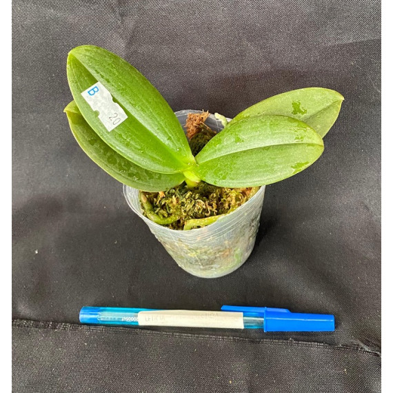 Phalaenopsis Ox Sponge Bob - AD