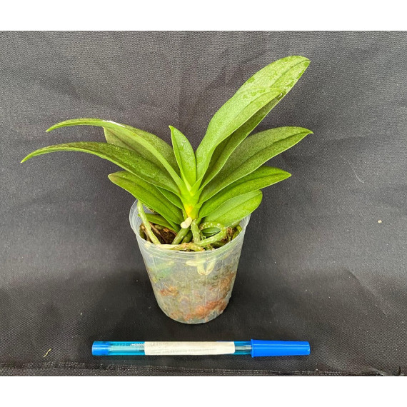 Vandopsis Pulcherrima - AD