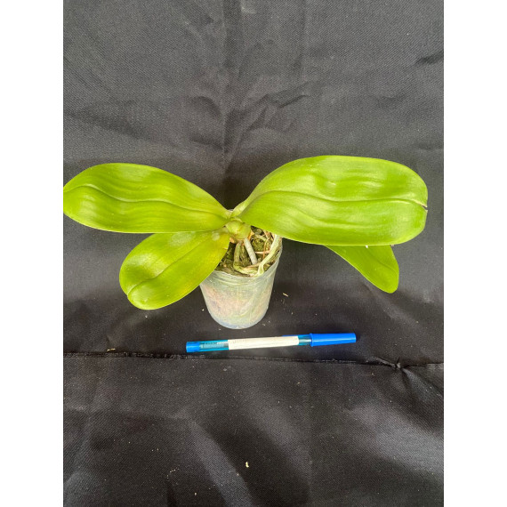 Phalaenopsis Summer Lady - COM HASTE FLORAL