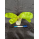 Phalaenopsis Summer Lady - AD