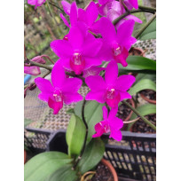 Doritis Kyoto x Pulcherrima (INICIANDO HASTE)