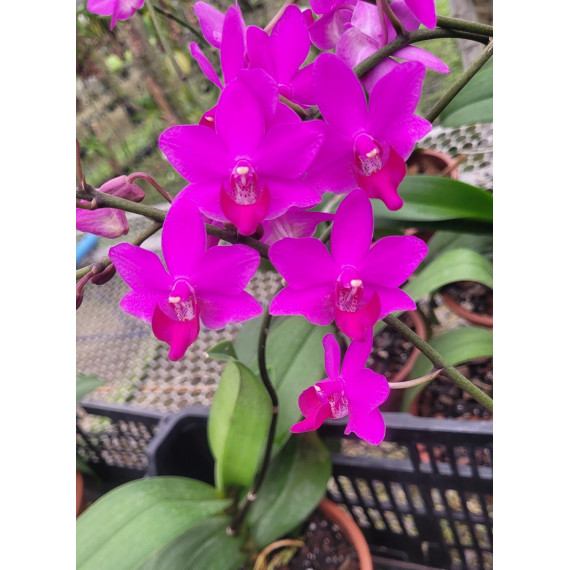 Doritis Kyoto x Pulcherrima - AD