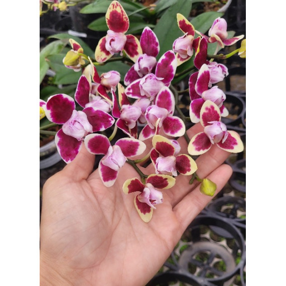 Phal. Lioulin Sparrow "Pelórica" (Formando Haste Floral)