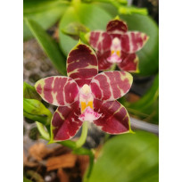 Phalaenopsis Yaphon Nice Girl - PERFUMADA (COM HASTE...