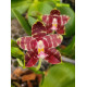 Phalaenopsis Yaphon Nice Girl - PERFUMADA (COM HASTE FLORLAL)