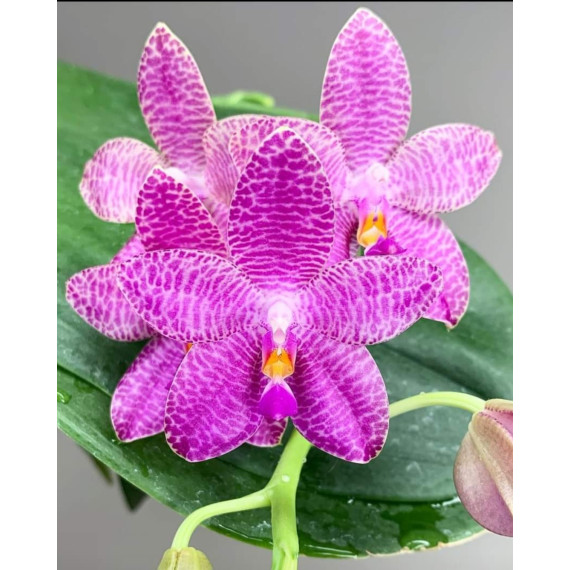 Phalaenopsis Mok Choi Yew "693" (FORMANDO HASTE)