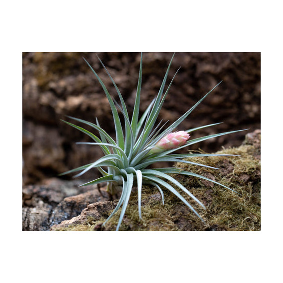 Tilandsia Coton Candy