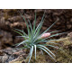 Tilandsia Coton Candy