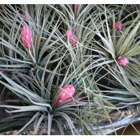 Tilandsia Coton Candy