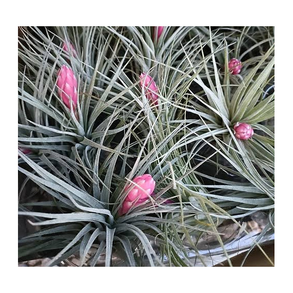 Tilandsia Coton Candy (época de flor)
