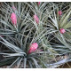 Tilandsia Coton Candy