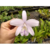 Laelia Sincorana Coerulea Lazuli  - AD