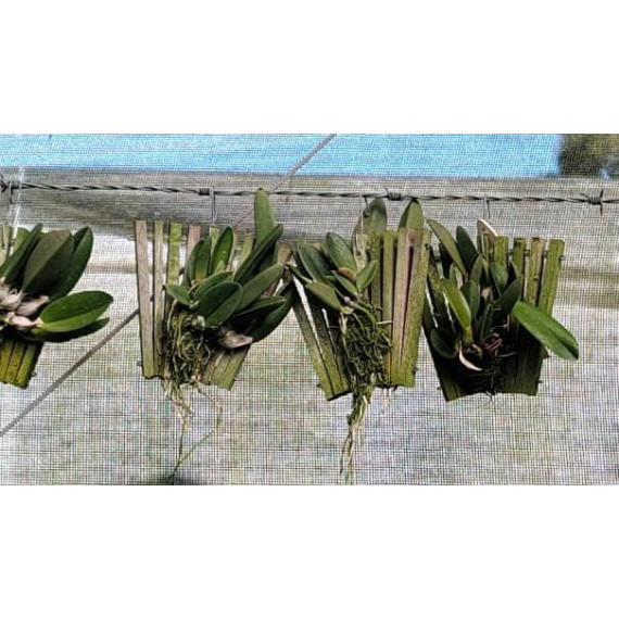 Laelia Sincorana Coerulea Lazuli  - AD