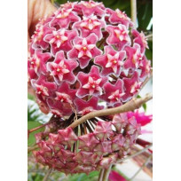 Flor de Cera (Hoya Carnosa Pink Silver)