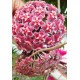 Flor de Cera (Hoya Carnosa Pink Silver)