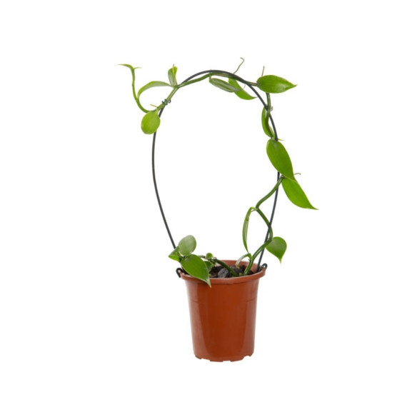 Vanilla Planifolia (Baunilha) - 20 cm