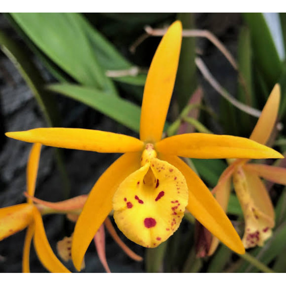 Bc. Richard Muller -  AD ( Corte enraizado em...