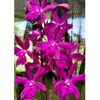 Guaricyclia Yucatan - NBS