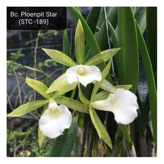 Bc. Ploenplit Star - AD