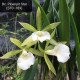 Bc. Ploenplit Star - AD