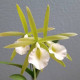 Bc. Ploenplit Star - AD